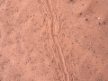 Centipede Tracks