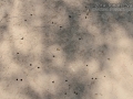 Cicada Holes