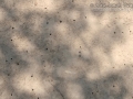 Cicada Holes
