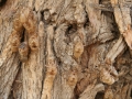 Cicada Shells