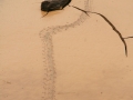 Crab Tracks (Peru)