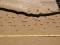 Crab Tracks (Peru)