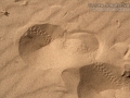 Cricket Tracks