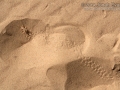 Cricket Tracks