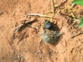 Dung Beetle