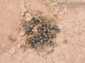 Dung Beetles