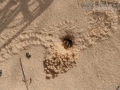 Jerusalem Cricket Tracks