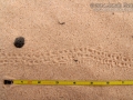 Jerusalem Cricket Tracks