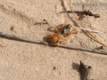 Jerusalem Cricket Tracks