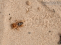 Jerusalem Cricket Tracks