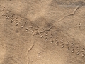 Jerusalem Cricket Tracks