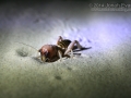 Jerusalem Cricket Tracks