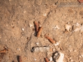 Katydid Scat (Frass)