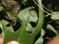 Leafcutter Bee Sign