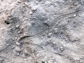 Millipede Tracks