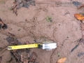 Mole Cricket Ridges
