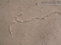 Mole Cricket Ridges