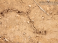 Mole Cricket Ridges