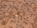 Mud Dauber Digs