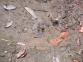 Mud Dauber Digs