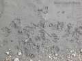 Mud Dauber Digs