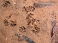 Mud Dauber Digs