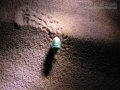 Say's Stink Bug
