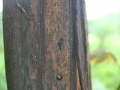 Slug Scat