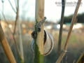 Snail Scat