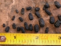 Sphinx Moth Larva Scat (Frass)