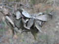 Spider Leaf Nest
