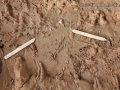 Swallow Digs and Mud Dauber Digs