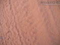 Walking Stick Tracks
