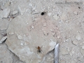 Wasp and Burrow