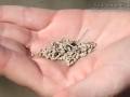 Worm Scat (Castings)