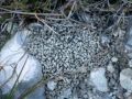 Worm Scat (Castings)