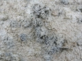 Worm Scat (Castings)