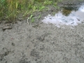 Worm Scat (Castings)