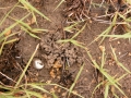 Worm Scat (Castings)