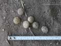Black-tailed Jackrabbit Scat