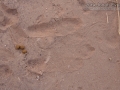 Black-tailed Jackrabbit Tracks & Scat