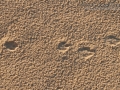 Black-tailed Jackrabbit Tracks & Scat