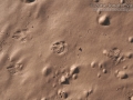 Black-tailed Jackrabbit Tracks