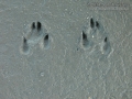 Black-tailed Jackrabbit Tracks