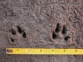 Black-tailed Jackrabbit Tracks