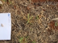 Cottontail Scat
