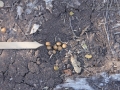 Cottontail Scat