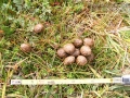 Cottontail Scat