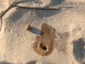 Cottontail Scat and Urine