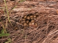 Cottontail Scat